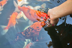 feeding fish with pond fish food