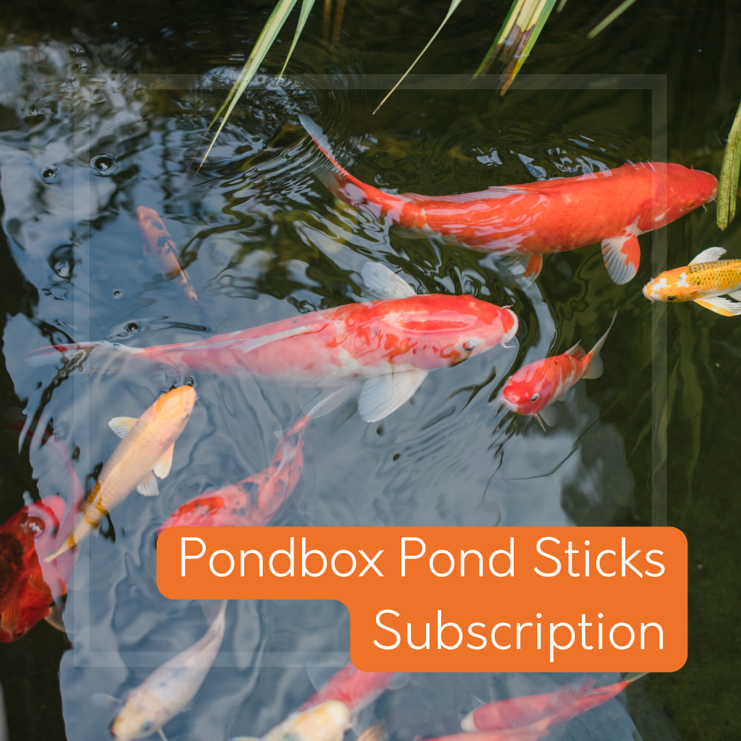 Koi Carp in pond swimming. Text - Pond sticks fish food subscription box