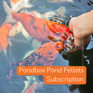 Pond pellets fish food subscription service from Pondbox